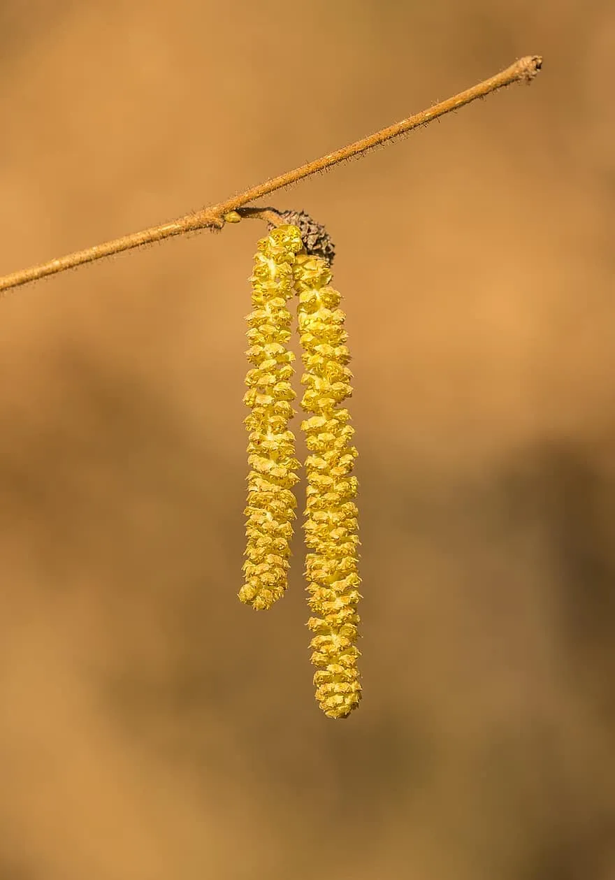 catkins, hazel, spring, close up, catkin, botany, inflorescence